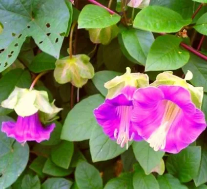 Кобе (50 фото) сорти, догляд, вирощування на ділянці, на балконі, застосування в ландшафтному дизайні (фото) Кобе (50 фото) сорти, догляд, вирощування на ділянці, на балконі, застосування в ландшафтному дизайні