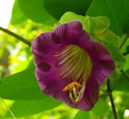 Кобе (50 фото) сорти, догляд, вирощування на ділянці, на балконі, застосування в ландшафтному дизайні (догляд) Кобе (50 фото) сорти, догляд, вирощування на ділянці, на балконі, застосування в ландшафтному дизайні