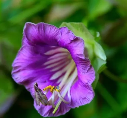 Кобе (50 фото) сорти, догляд, вирощування на ділянці, на балконі, застосування в ландшафтному дизайні (ділянці) Кобе (50 фото) сорти, догляд, вирощування на ділянці, на балконі, застосування в ландшафтному дизайні