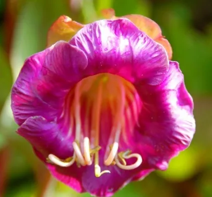 Кобе (50 фото) сорти, догляд, вирощування на ділянці, на балконі, застосування в ландшафтному дизайні (догляд) Кобе (50 фото) сорти, догляд, вирощування на ділянці, на балконі, застосування в ландшафтному дизайні