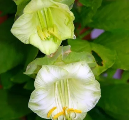Кобе (50 фото) сорти, догляд, вирощування на ділянці, на балконі, застосування в ландшафтному дизайні (фото) Кобе (50 фото) сорти, догляд, вирощування на ділянці, на балконі, застосування в ландшафтному дизайні
