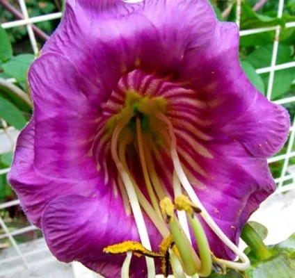 Кобе (50 фото) сорти, догляд, вирощування на ділянці, на балконі, застосування в ландшафтному дизайні (балконі) Кобе (50 фото) сорти, догляд, вирощування на ділянці, на балконі, застосування в ландшафтному дизайні