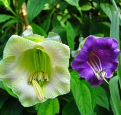 Кобе (50 фото) сорти, догляд, вирощування на ділянці, на балконі, застосування в ландшафтному дизайні (балконі) Кобе (50 фото) сорти, догляд, вирощування на ділянці, на балконі, застосування в ландшафтному дизайні