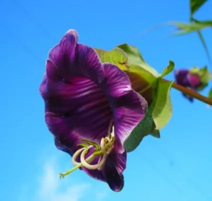 Кобе (50 фото) сорти, догляд, вирощування на ділянці, на балконі, застосування в ландшафтному дизайні (догляд) Кобе (50 фото) сорти, догляд, вирощування на ділянці, на балконі, застосування в ландшафтному дизайні