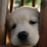 Коли у цуценят відкриваються очі, на який день (цуценят) Коли у цуценят відкриваються очі, на який день