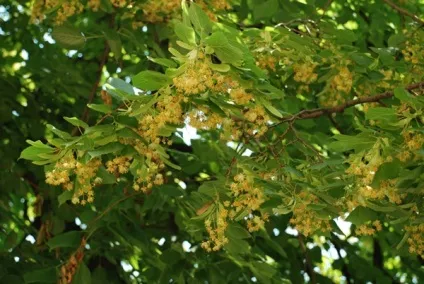 Коли і як розмножується липа (липа) Коли і як розмножується липа