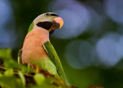 Кільчасті папуги, види папуг, тварини і породи (кільчасті папуги) Кільчасті папуги, види папуг, тварини та породи