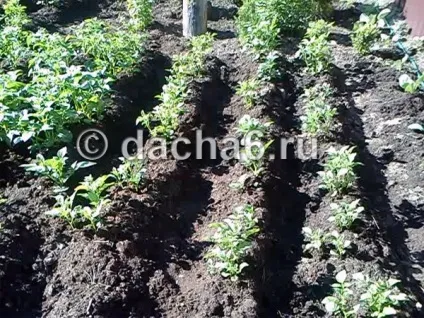 Коли підгортають картоплю вперше і після