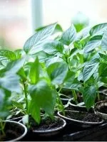 Компостна купа своїми руками