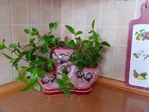 Кімнатні рослини для кухні вимоги до квітів, рейтинг кращих варіантів, особливості догляду