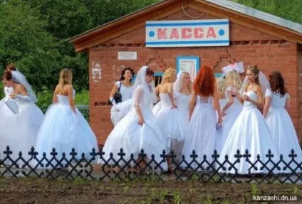 Кімнатний квітка наречений і наречена (компанула) (кімнатна квітка наречений наречена копанула) Кімнатний квітка наречений і наречена (компанула)