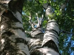 Народне лікування ревматоїдного артриту (лікування) Народне лікування ревматоїдного артриту