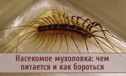 Комаха мухоловка чим харчується і як боротися (комаха) Комаха мухоловка чим харчується і як боротися