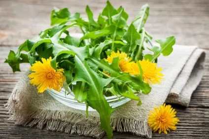 Народні рецепти лікування печінки кульбабою (лікування) Народні рецепти лікування печінки кульбабою