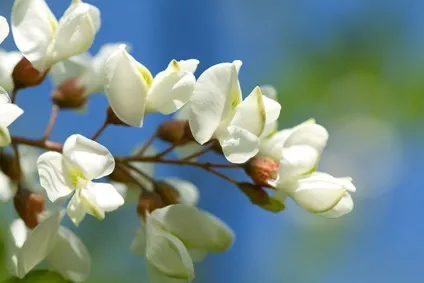 Народні рецепти акація біла (трави) Народні рецепти акація біла