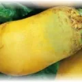 Кормовий буряк - як виростити і зібрати хороший урожай (зібрати) Кормовий буряк - як виростити і зібрати хороший урожай