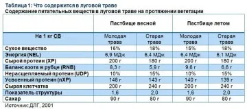 Годування корів на випасі (випасі) Годування корів на випасі