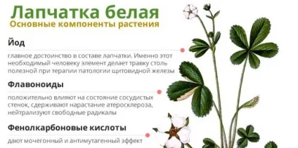 Корінь білої перстачу - застосування і лікування щитовидної залози Ендонормом, травами (лікування) Корінь білої перстачу - застосування і лікування щитовидної залози Ендонормом, травами