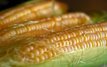 Консервування кукурудзи в домашніх умовах (консервування) Консервування кукурудзи в домашніх умовах