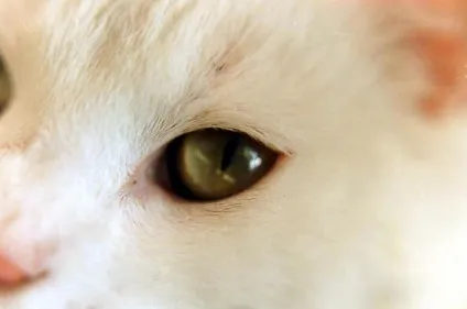Кон'юнктивіт у кішки симптоми, лікування