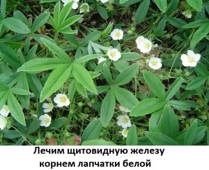 Корінь перстачу білої застосування при щитовидці на горілці - побічні дії і протипоказання,