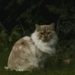 кішка рагамаффін