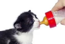 Котяче харчування - клуб захисту тварин (тварин) Котяче харчування - клуб захисту тварин