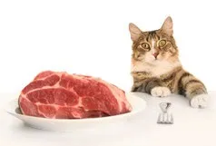 Котяче харчування - клуб захисту тварин (тварин) Котяче харчування - клуб захисту тварин