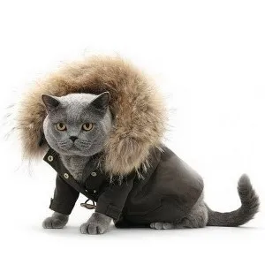 котяча одяг