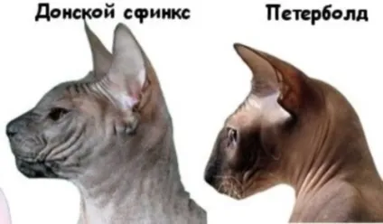 Кішка петерболд (петербурзький сфінкс) - опис породи, фото, харктер, відгуки власників (сфінкс) Кішка петерболд (петербурзький сфінкс) - опис породи, фото, харктер, відгуки власників