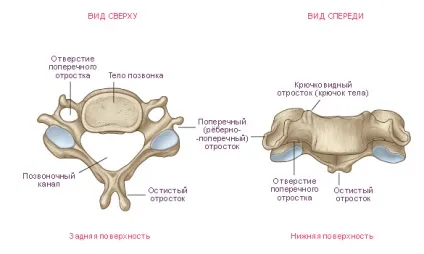 Корсет для шиї при остеохондрозі показання, протипоказання, як вибрати (вибрати) Корсет для шиї при остеохондрозі показання, протипоказання, як вибрати
