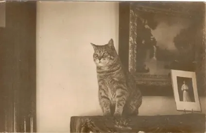 Котячі картинки, або 20 ретро фотографій кішок 20-х років минулого століття (картинки) Котячі картинки, або 20 ретро фотографій кішок 20-х років минулого століття