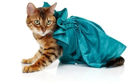 котяча одяг