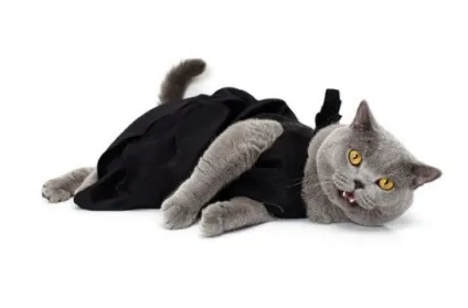 котяча одяг