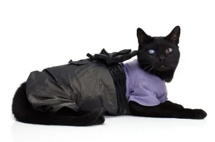 котяча одяг