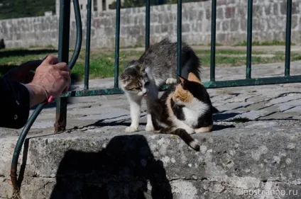 Кішки в которе