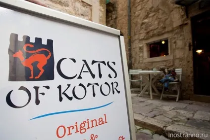 Кішки в которе