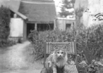 Котячі картинки, або 20 ретро фотографій кішок 20-х років минулого століття (років) Котячі картинки, або 20 ретро фотографій кішок 20-х років минулого століття
