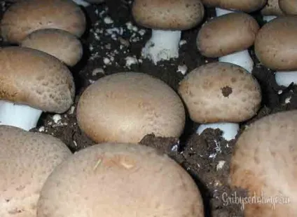 Королівський печериця
