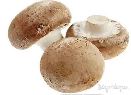 Королівський печериця