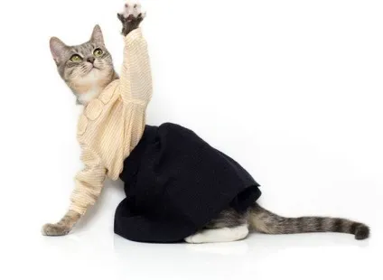 котяча одяг