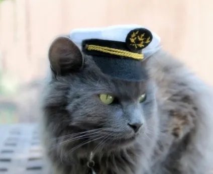 котяча одяг