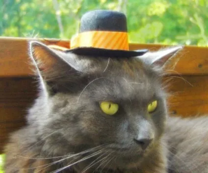 котяча одяг