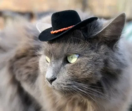 котяча одяг