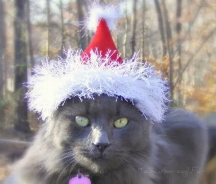 котяча одяг