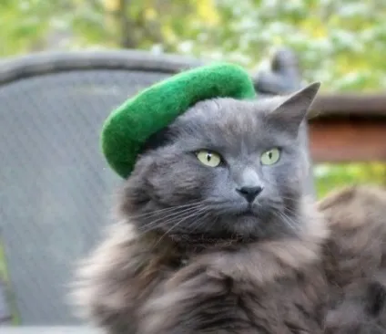 котяча одяг