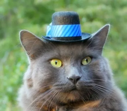 котяча одяг