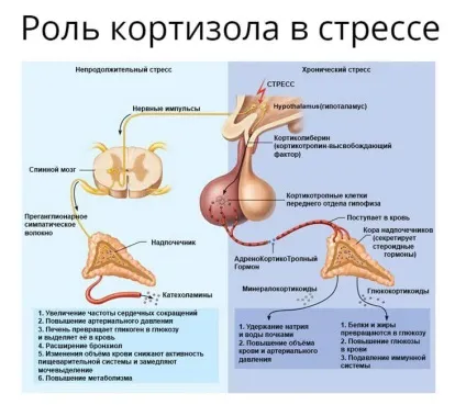 Кортизол в організмі коли один стає ворогом (організмі) Кортизол в організмі коли один стає ворогом