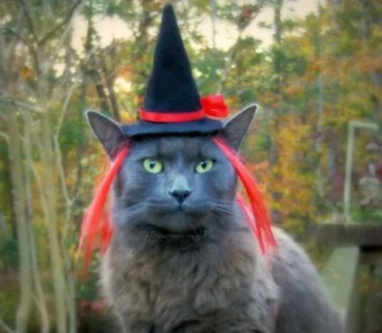 котяча одяг