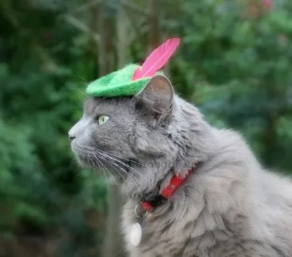котяча одяг